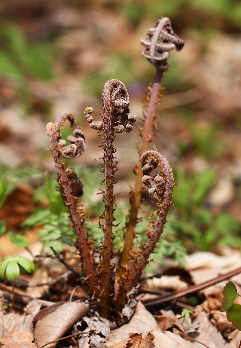 Image of Athyrium sinense specimen.