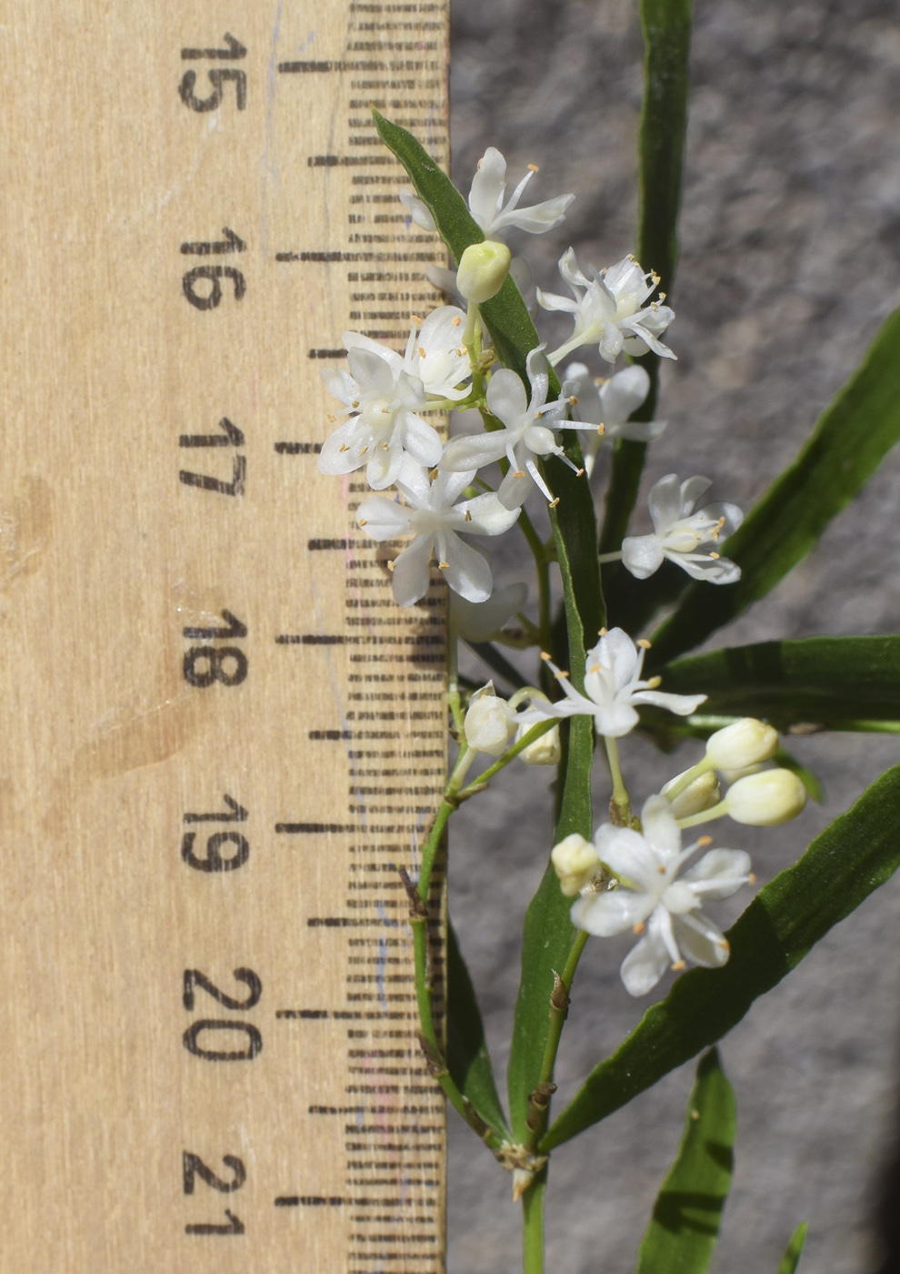 Изображение особи Asparagus falcatus.