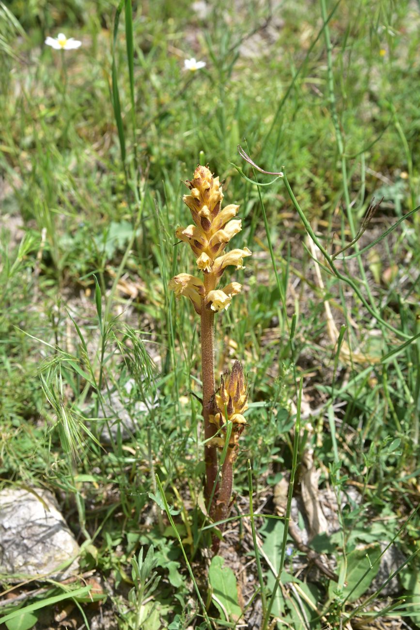 Изображение особи род Orobanche.