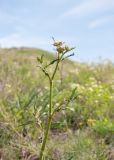 Aconogonon alpinum. Верхушка бутонизирующего растения. Казахстан, Восточно-Казахстанская обл., окр. с. Кожохово, закустаренная степь. 04.05.2026.
