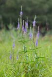 Veronica longifolia. Верхушки цветущих растений. Приморский край, Надеждинский р-н, окр. пос. Тихое, дол. р. Первая Речка на правом берегу, сырой луг. 19.07.2026.