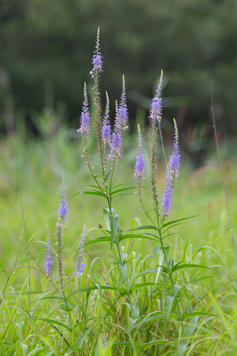 Image of Veronica longifolia specimen.