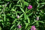 род Trifolium