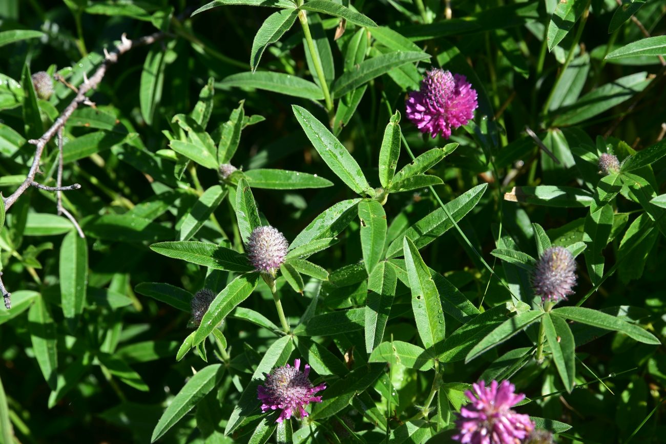 Изображение особи род Trifolium.