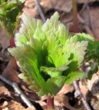 Trollius europaeus