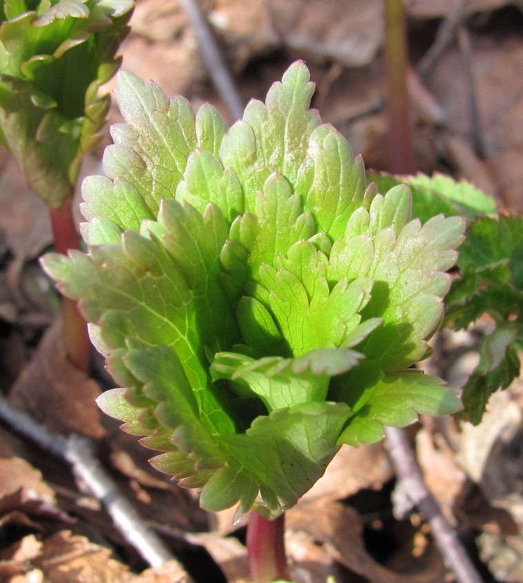 Image of Trollius europaeus specimen.