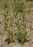 View full-size image Gratiola officinalis