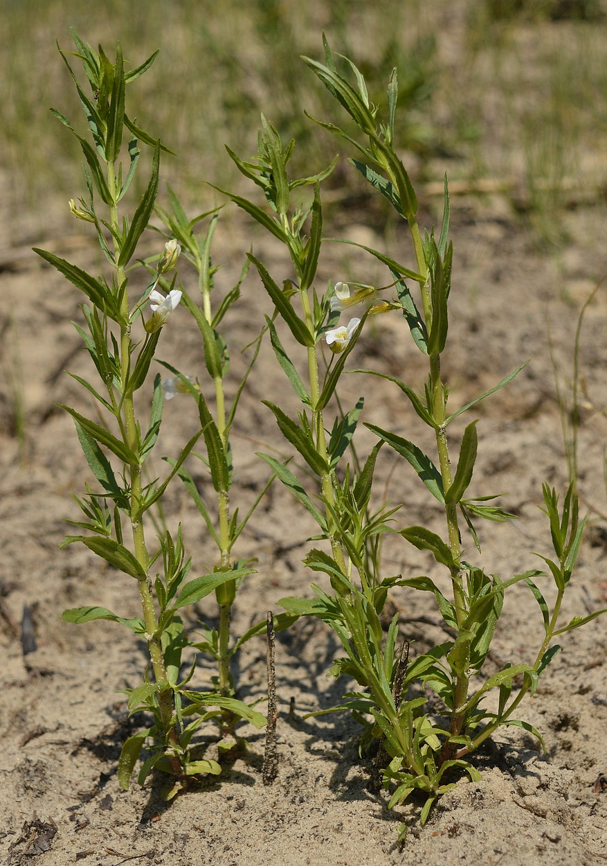 Image of Gratiola officinalis specimen.