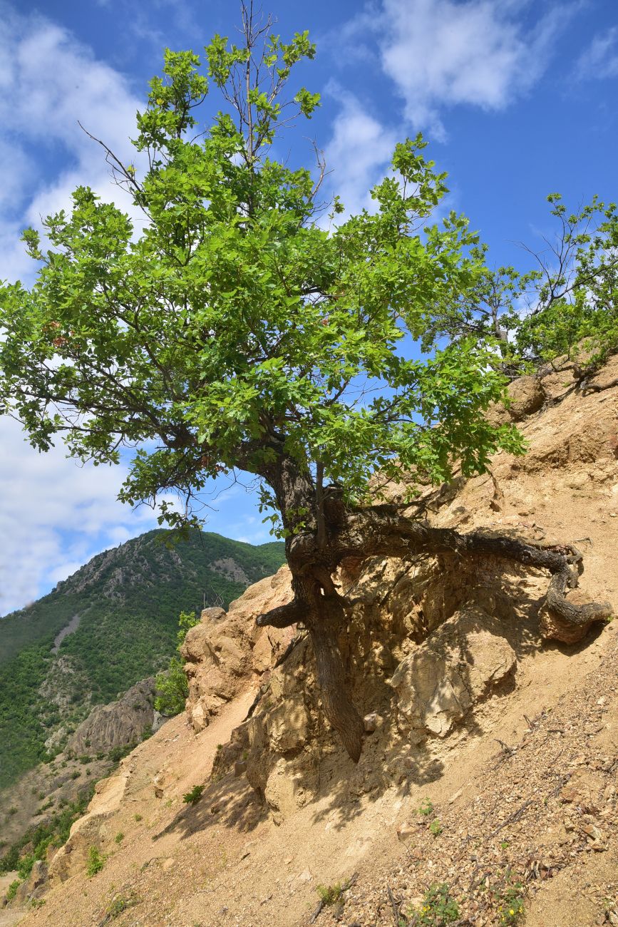 Изображение особи род Quercus.