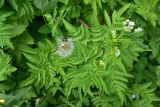 genus Chaerophyllum. Листья. Турция, ил Артвин, окр. дер. Кашикли, склон, который спускается к р. Корпусу от мечети, луг. 12 июня 2026 г.