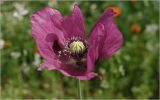 Papaver somniferum. Цветок. Московская обл., Раменский р-н, окр. дер. Хрипань, садовый участок. 15.07.2026.