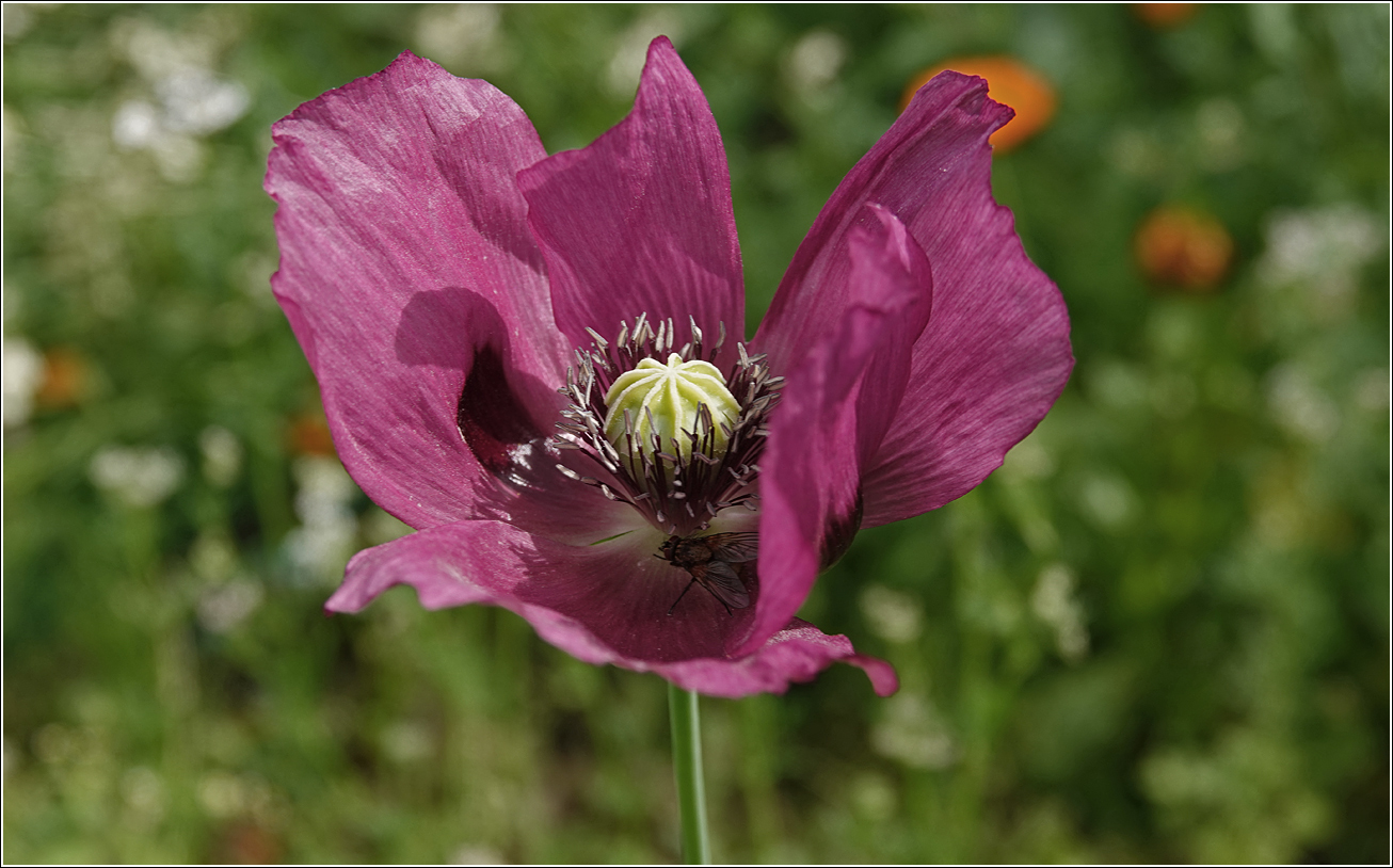 Image of Papaver somniferum specimen.