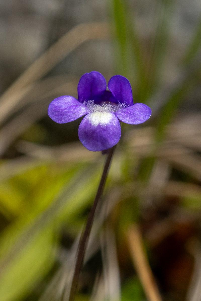 Image of Pinguicula vulgaris specimen.