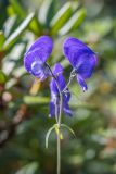род Aconitum