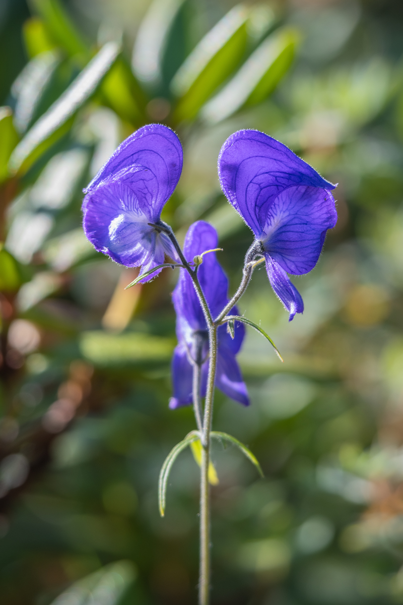 Изображение особи род Aconitum.