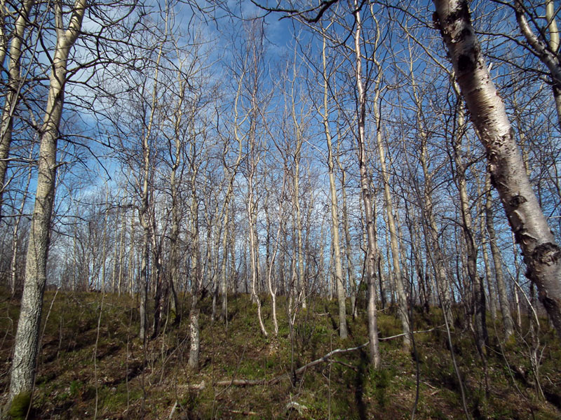 Изображение особи Populus tremula.