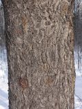 Picea abies. Ствол старого дерева (диаметр около 40 см). Санкт-Петербург, Старый Петергоф, парк \"Сергиевка\". 22.02.2009.