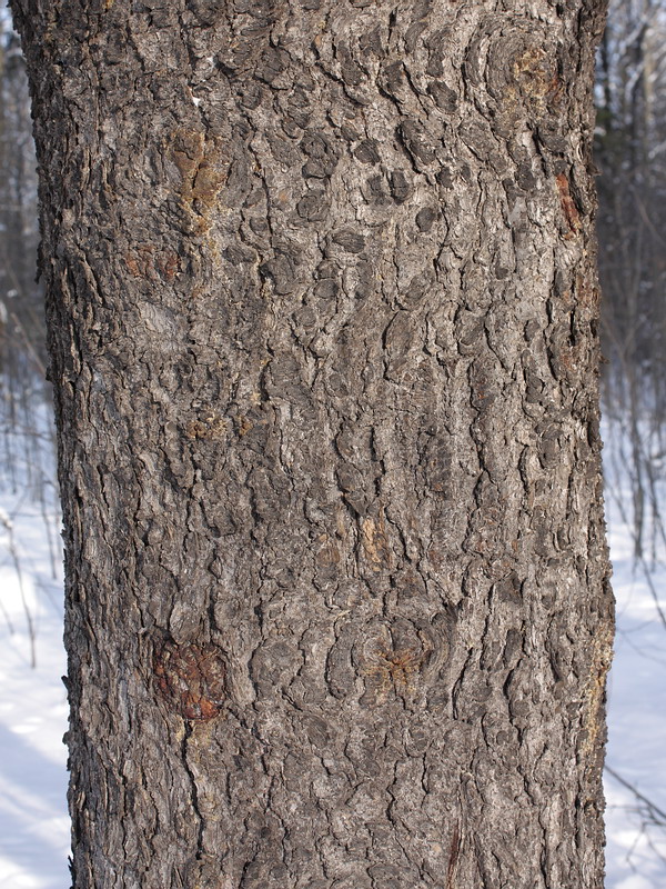 Изображение особи Picea abies.