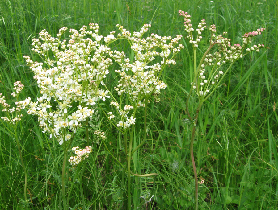 Image of Filipendula vulgaris specimen.