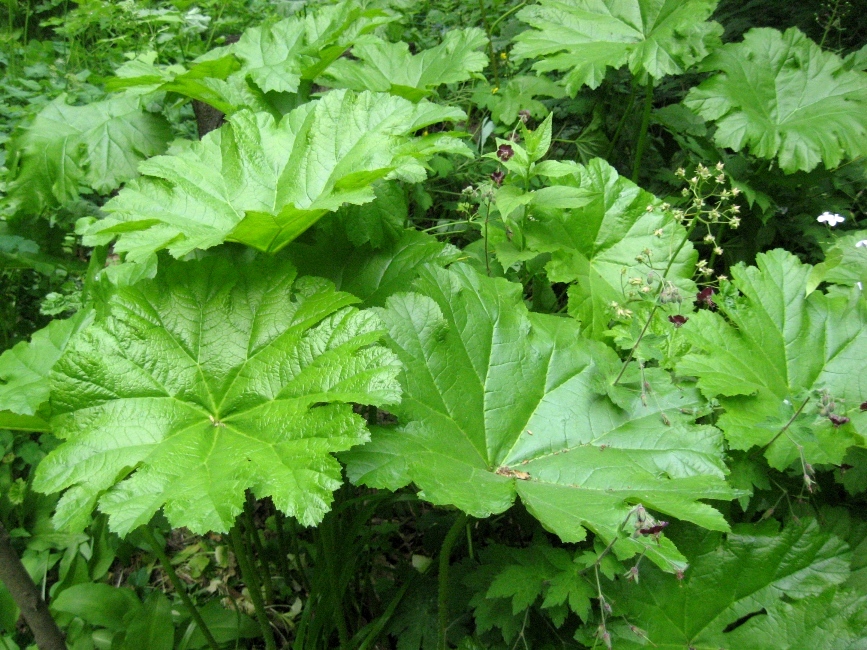 Изображение особи Darmera peltata.