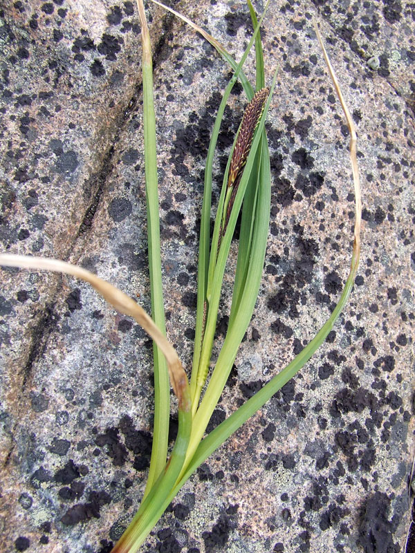 Image of genus Carex specimen.