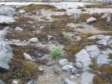 Plantago подвид subpolaris