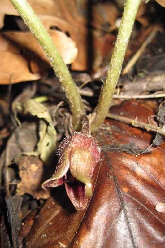 Изображение особи Asarum intermedium.