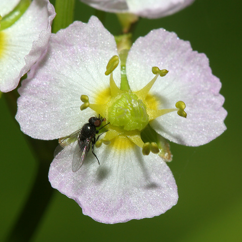 Изображение особи Alisma plantago-aquatica.