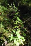 Epilobium adenocaulon