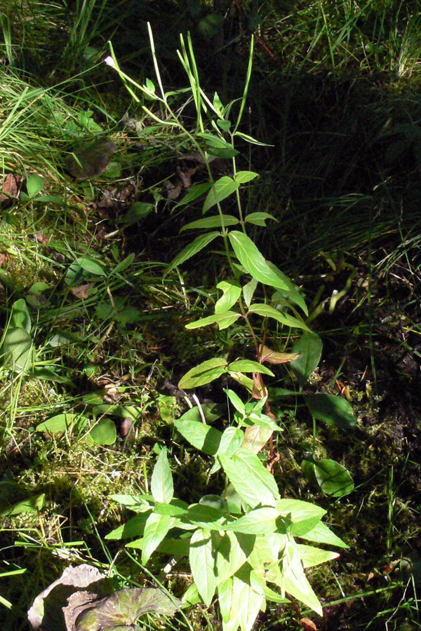 Image of Epilobium adenocaulon specimen.
