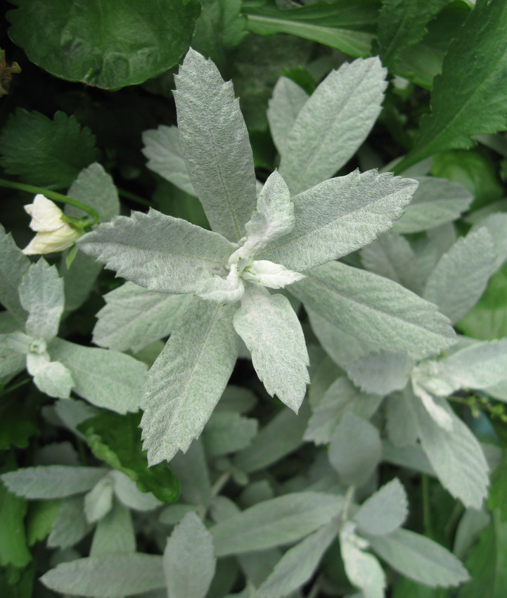 Image of Artemisia ludoviciana specimen.