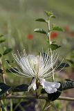 Capparis herbacea