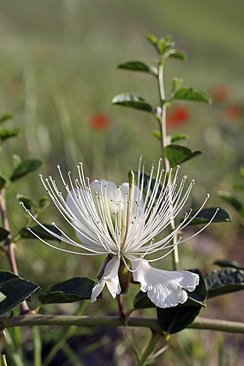 Изображение особи Capparis herbacea.