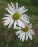 Leucanthemella serotina