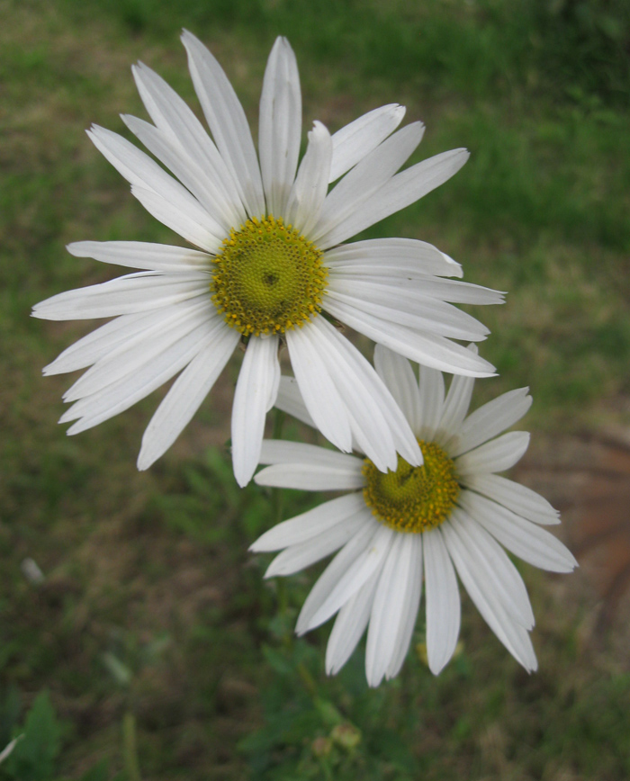 Изображение особи Leucanthemella serotina.