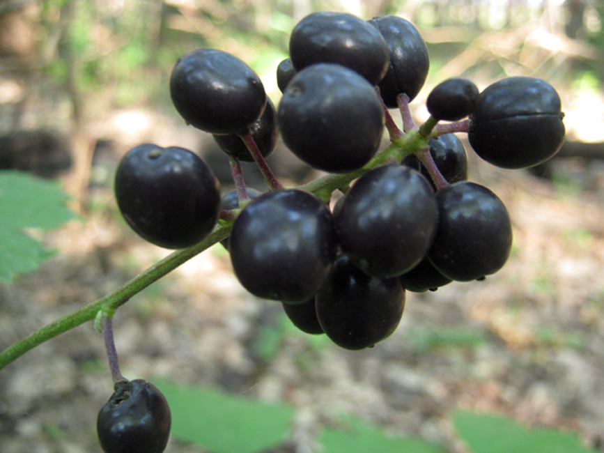Image of Actaea spicata specimen.