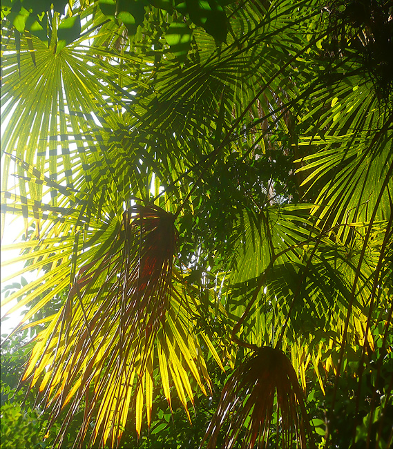 Image of Trachycarpus fortunei specimen.