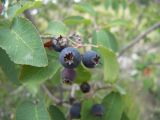 Amelanchier ovalis