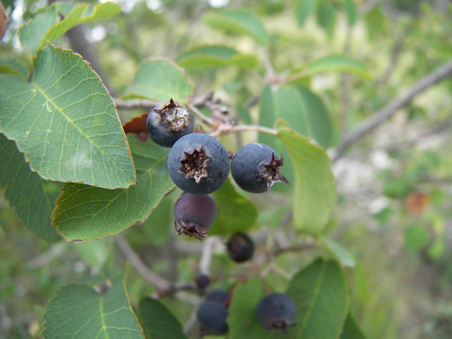 Image of Amelanchier ovalis specimen.