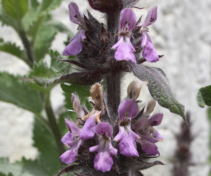 Image of Stachys spectabilis specimen.