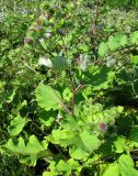 Arctium lappa. Верхняя часть цветущего растения (справа в кадре часть побега лопуха войлочного). Чувашия, Моргаушский р-н, луг у дороги к дер. Шомиково. 12.07.2011.