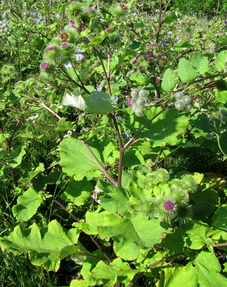 Изображение особи Arctium lappa.