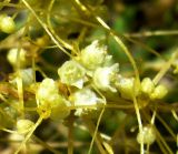 Cuscuta pedicellata. Побеги с цветками. Копетдаг, Чули. Май 2011 г.