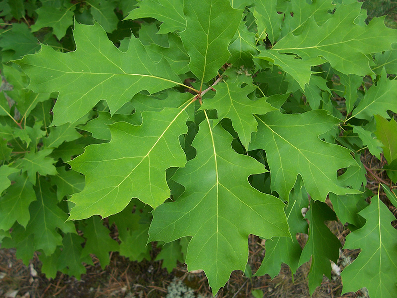 Image of Quercus rubra specimen.