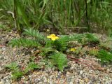 Potentilla anserina. Цветущее растение. Смоленская обл., Смоленский р-н, окрестности Каспли, обочина дороги. 12.07.2011.