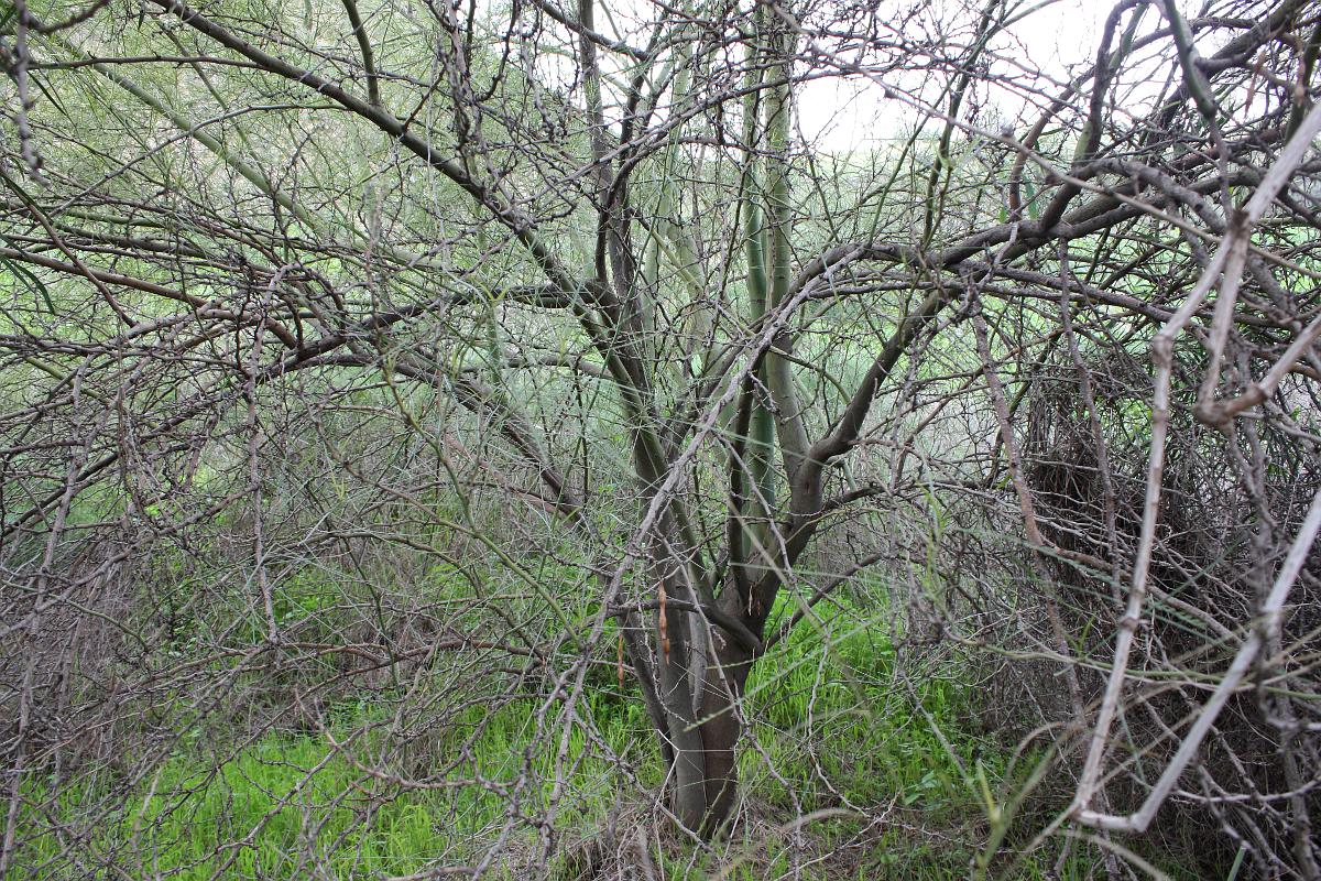 Изображение особи Parkinsonia aculeata.