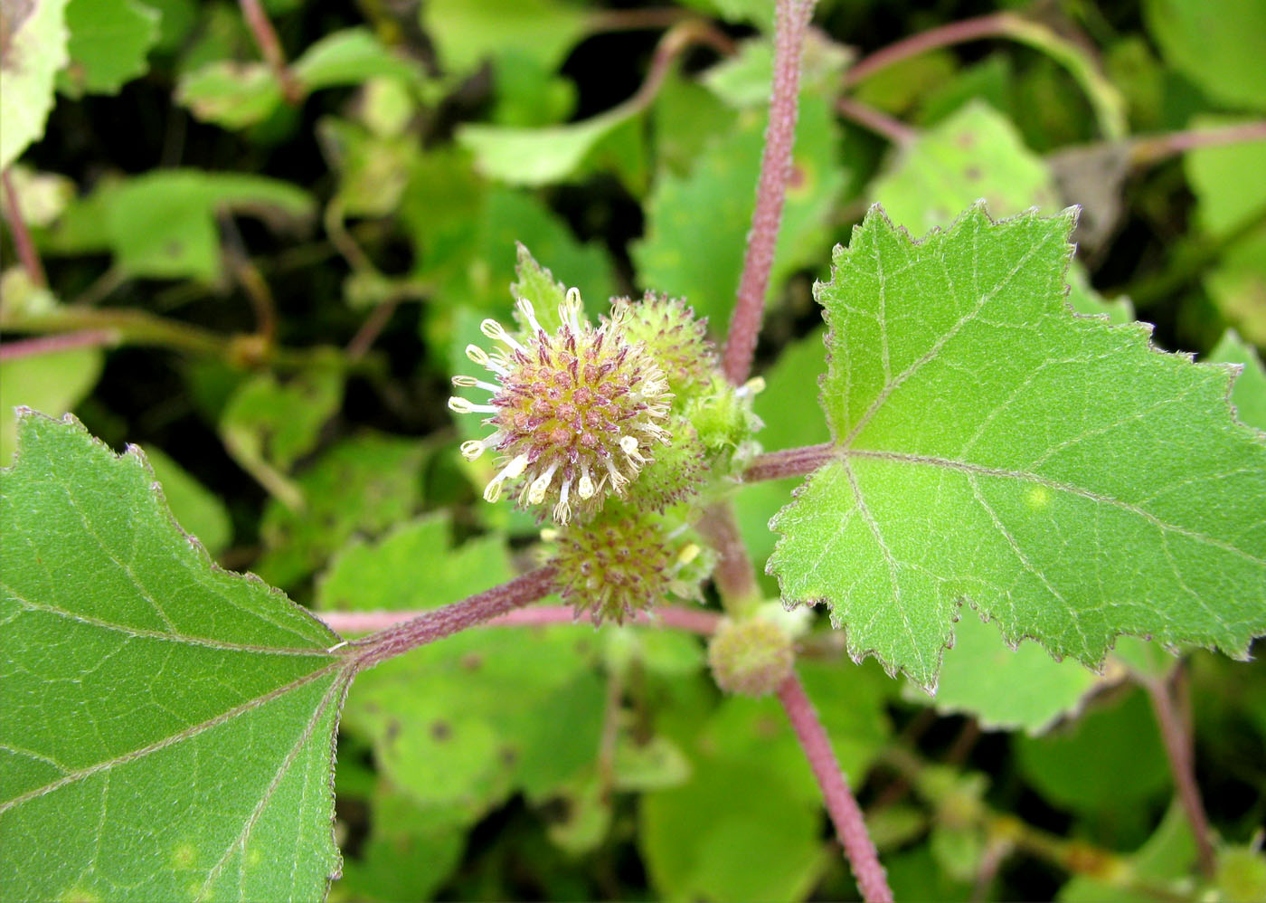 Image of Xanthium orientale specimen.