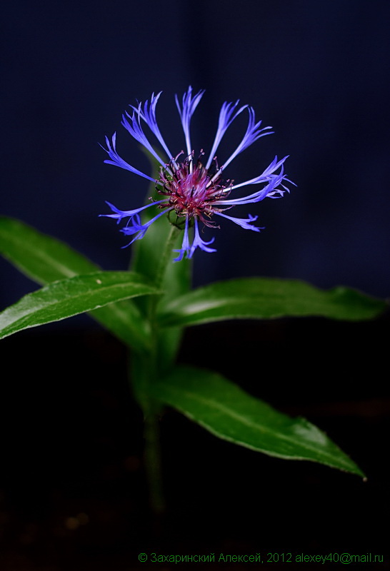 Изображение особи Centaurea montana.