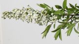 Spiraea × cinerea. Верхушка цветущей ветки. Германия, г. Кемпен, в парке. 30.03.2012.
