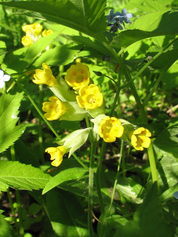 Изображение особи Primula veris.